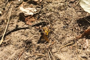 yırtıcı tek arı bir arı saldırdı. wasp yırtıcı