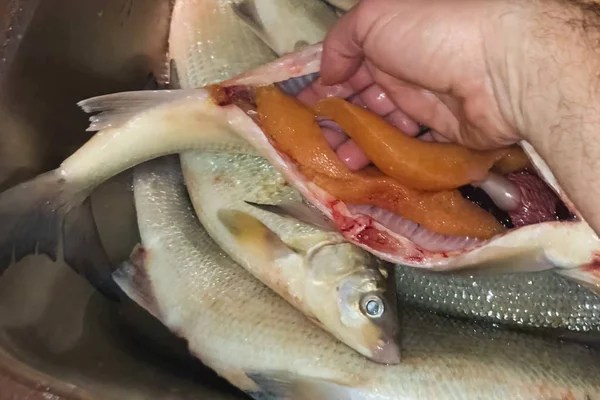 Cutting raw fish and getting caviar from it. — Stock Photo, Image