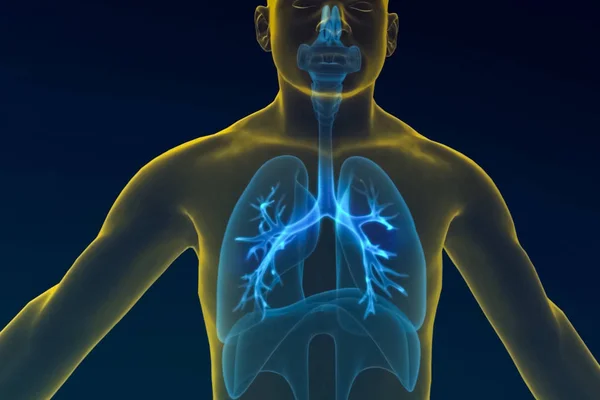 人間の呼吸器系の図、ハムのイラスト — ストック写真