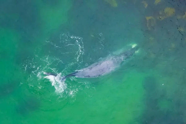 Gray whale in shallow ocean. Whale — Stock Photo, Image