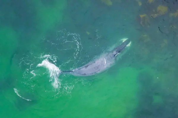 Gray whale in shallow ocean. Whale — Stock Photo, Image