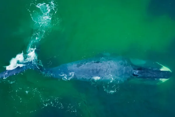 Szürke bálna a sekély óceánban. Bálna — Stock Fotó