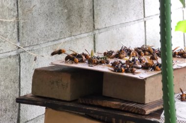 Fare tutkalkullanarak eşek arısı avlamak. Yapışmasını
