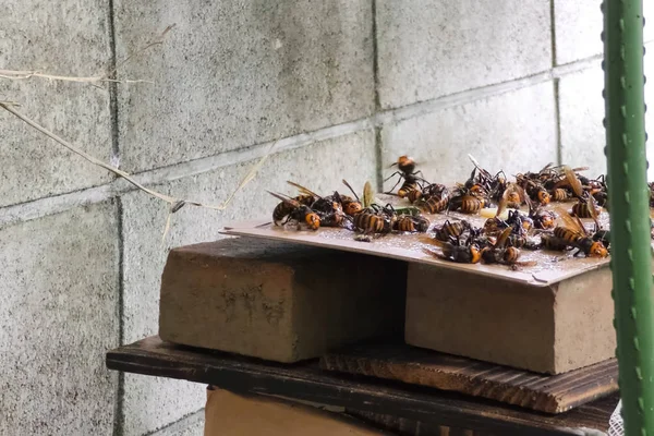 Lov horsítí za použití krysí lepidlo. Lepení — Stock fotografie