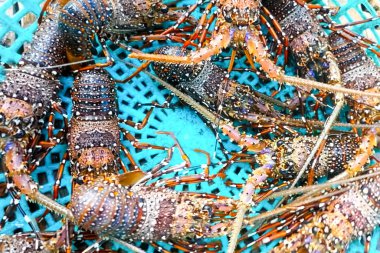 Sepette yaşayan dikenli ıstakozlar. Çiftlikte ıstakoz yakalamak..