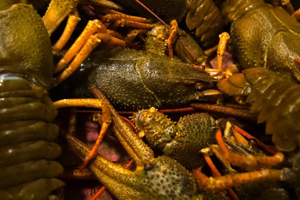 Levende rivierkreeft op tafel. Kreeften bakken. — Stockfoto