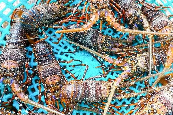 Vivere aragoste spinose in cesto. cattura di aragoste in un'azienda agricola . — Foto Stock
