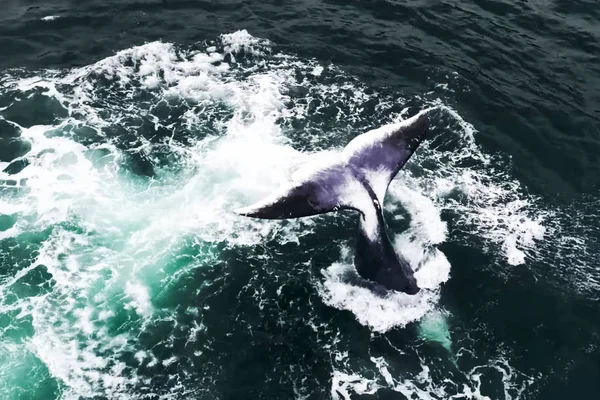 Baleine dans la mer levé sa queue au-dessus de l'eau et les frappe i — Photo