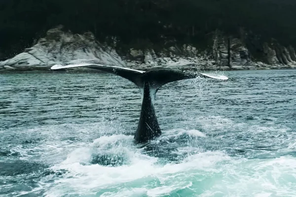 海のクジラは水の上に尾を持ち上げ、彼らに当たる — ストック写真