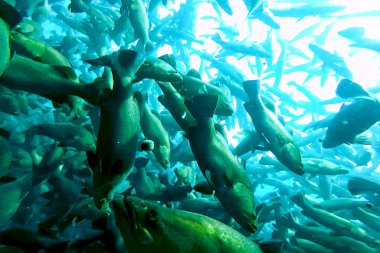 Balık çiftliğinin içinde ticari balık üreten balık sürüleri. 