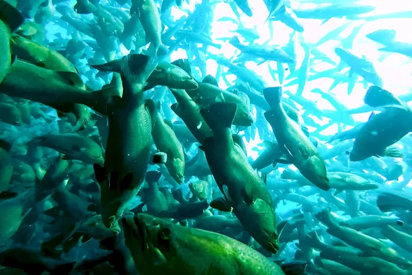 flock of fish inside the fish farm, breeding commercial fish in