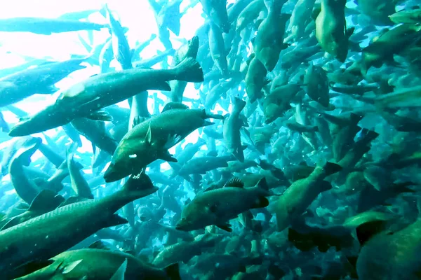 Rebaño de peces dentro de la piscifactoría, cría de peces comerciales en —  Fotos de Stock