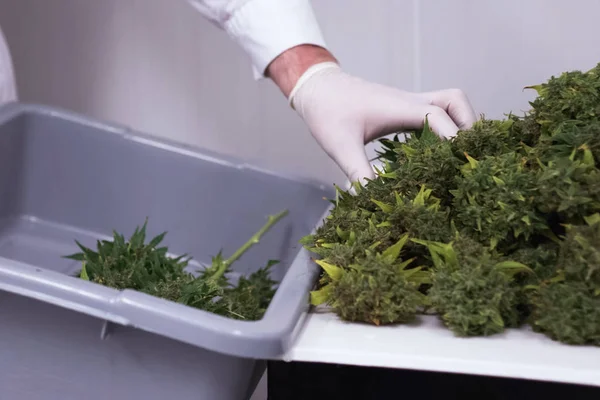Plegable crudo recién recogido inflorescencias de cannabis para secar. C — Foto de Stock
