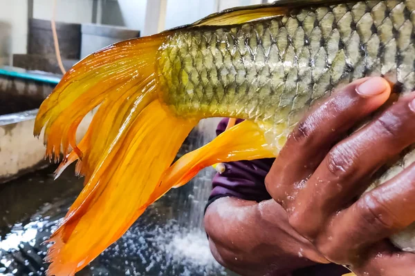 Una gran carpa en manos del hombre. La piscicultura en el vivero . —  Fotos de Stock