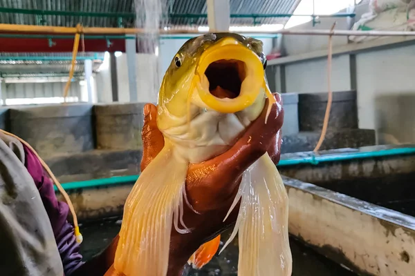 Uma grande carpa nas mãos do homem. Criação de peixes no berçário . — Fotografia de Stock