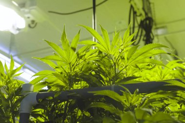 Kenevir yaprakları ve sapları bahçede hidroponik olarak yetiştirilir. Ol