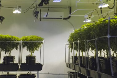 Kenevir yaprakları ve sapları bahçede hidroponik olarak yetiştirilir. Ol