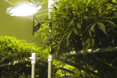 Kenevir yaprakları ve sapları bahçede hidroponik olarak yetiştirilir. Ol