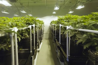 Kenevir yaprakları ve sapları bahçede hidroponik olarak yetiştirilir. Ol