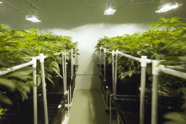 Kenevir yaprakları ve sapları bahçede hidroponik olarak yetiştirilir. Ol