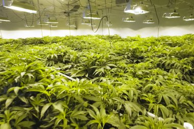 Kenevir yaprakları ve sapları bahçede hidroponik olarak yetiştirilir. Ol