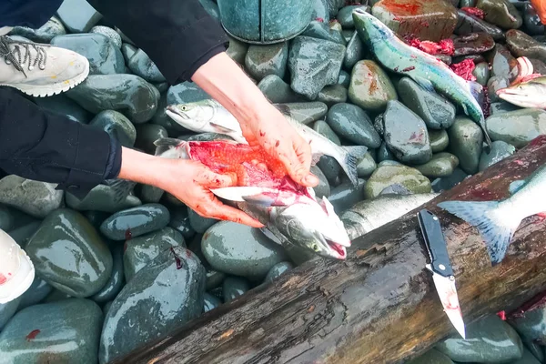 Butchering salmon outdoors for caviar. Red caviar salmon alive. — Stock Photo, Image
