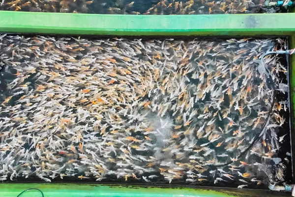 Kooien voor de steurviskwekerij in natuurlijke rivieren en vijvers, aeria — Stockfoto
