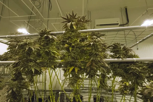 As folhas e caules de cannabis são cultivados hidroponicamente no jardim. Seja — Fotografia de Stock