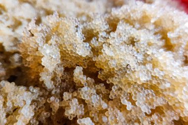 Sazan havyarı. Leğende sazan havyarı topluyorum..