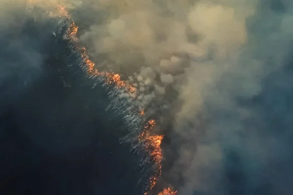 Oheň v lese, hořící stromy a tráva. Přirozené požáry — Stock fotografie