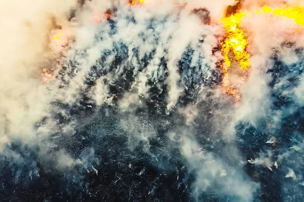 stock image Fire in the forest, burning trees and grass. Natural fires