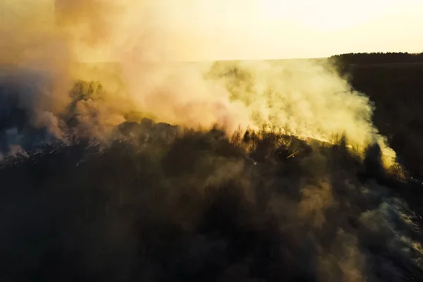 Fogo na floresta, árvores a arder e relva. Fogo natural — Fotografia de Stock