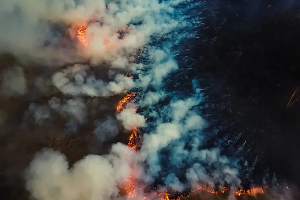 Fogo na floresta, árvores a arder e relva. Fogo natural — Fotografia de Stock