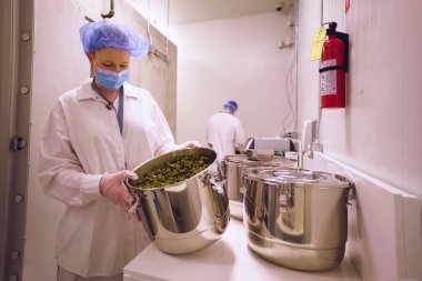 Tıbbi amaçlar için yetiştirilmiş kenevirin kalite kontrolü laboratuvarı. Marihuana topluyorum..