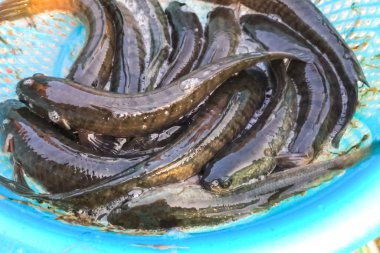 Bir fincanda canlı balık. Kadehteki küçük balıklar.