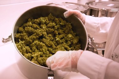 Tavada marihuana var. Esrar, marihuanadaki esrara karışıyor.