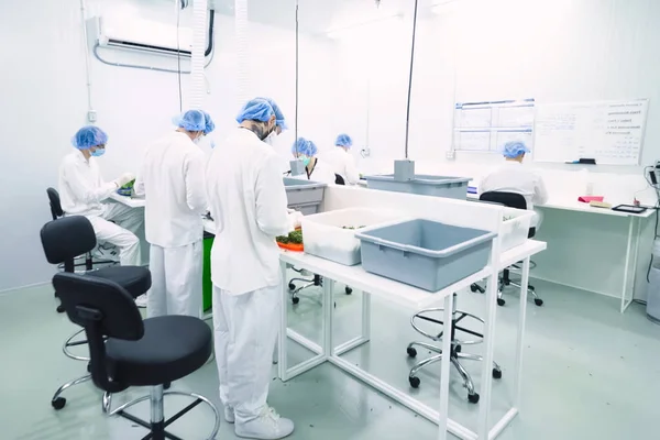 Laboratory for quality control of grown cannabis for medical purposes. Picking marijuana.