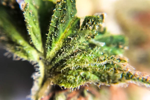 Macro foto de cáñamo inflorescencia consejos, thc cristales de cannabis — Foto de Stock