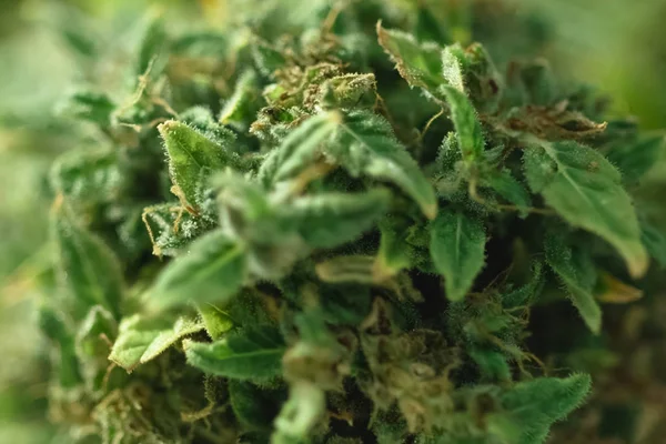 Makro zdjęcie końcówek kwiatostanu konopi, kryształy thc na marihuanie — Zdjęcie stockowe
