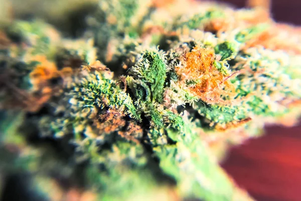 Macro photo de pointes d'inflorescence de chanvre, cristaux thc sur cannabis — Photo