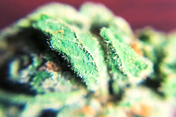 Makro foto av hampa blomstÃ ¤llning tips, thc kristaller pÃ ¥cannabis — Stockfoto