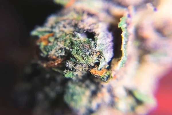 Makro zdjęcie końcówek kwiatostanu konopi, kryształy thc na marihuanie — Zdjęcie stockowe