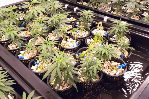 Kannabiszpalánták hidroponikus ágyai. marihuána termesztése. Jogdíjmentes Stock Képek