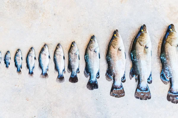 I rad fiskar av olika storlekar. Fiskens tillväxtstadier. Stockfoto