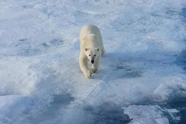 Ijsberen op een ijsfloe. Arctic Predator — Stockfoto