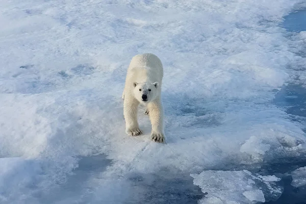 Ijsberen op een ijsfloe. Arctic Predator — Stockfoto