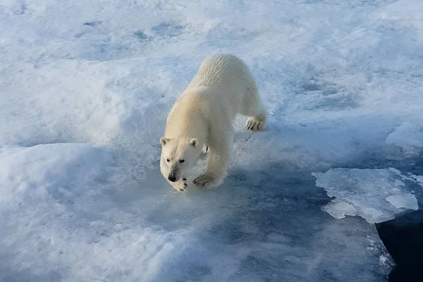 Polar bear on an ice floe. Arctic predator