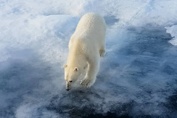 Ijsberen op een ijsfloe. Arctic Predator — Stockfoto