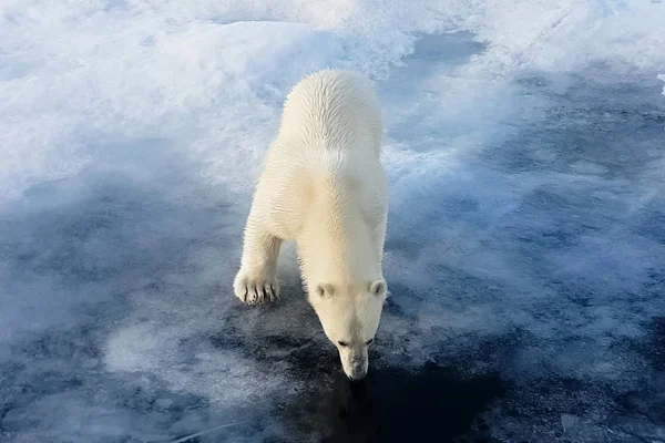 Ijsberen op een ijsfloe. Arctic Predator — Stockfoto