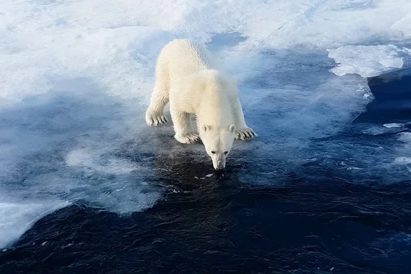 Ijsberen op een ijsfloe. Arctic Predator — Stockfoto